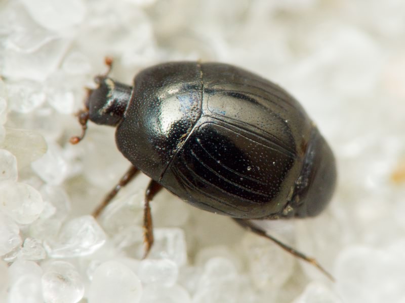 Histeridae Gyllenhal, 1808